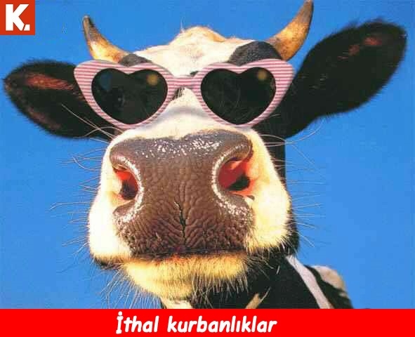 Ortaya karışık eğlenceli capsler 1 10