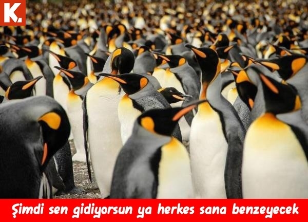 Ortaya karışık eğlenceli capsler 1 11