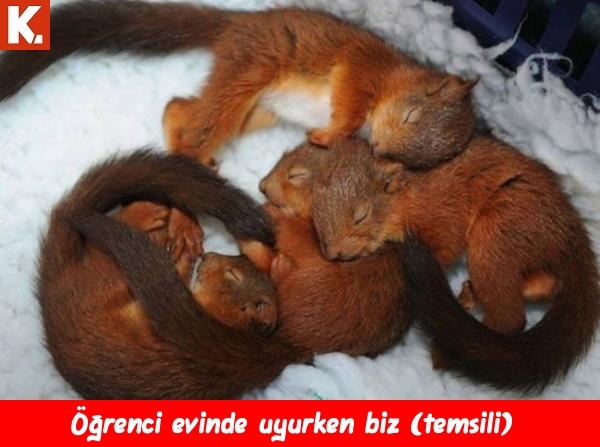 Ortaya karışık eğlenceli capsler 1 12