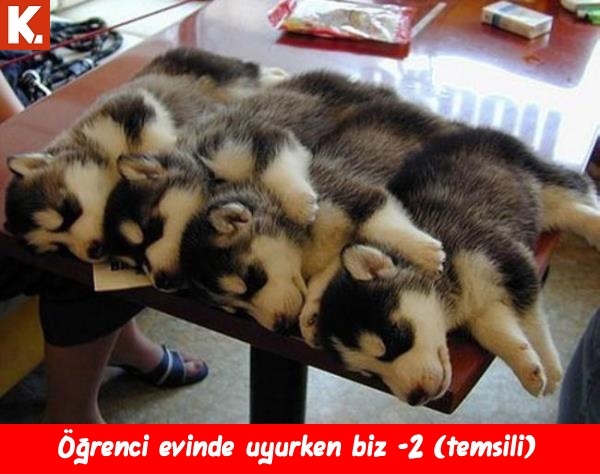 Ortaya karışık eğlenceli capsler 1 13