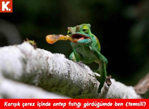 Ortaya karışık eğlenceli capsler 1 17