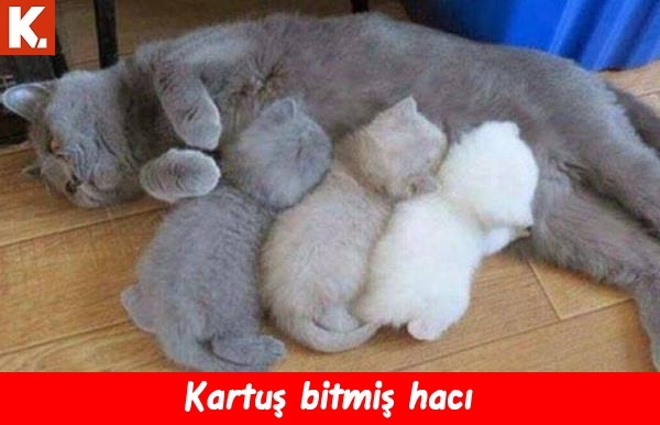 Ortaya karışık eğlenceli capsler 1 2