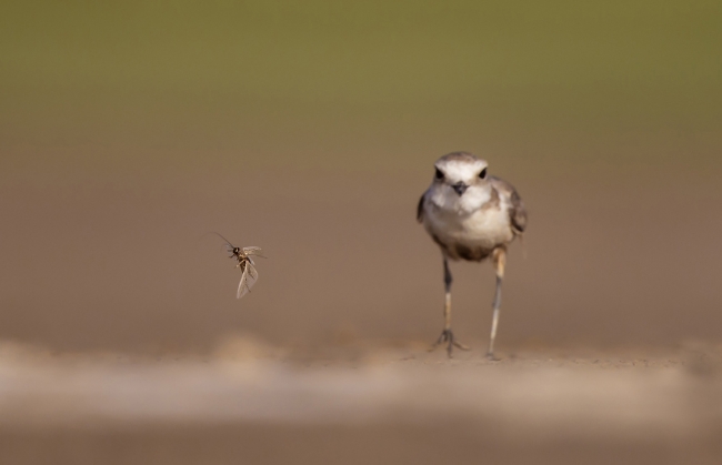 National Geographic Fotoğraf Yarışması başladı 16