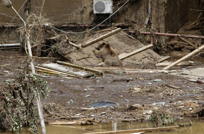 Gürcistan'daki selde vahşi hayvanlar şehri bastı 10