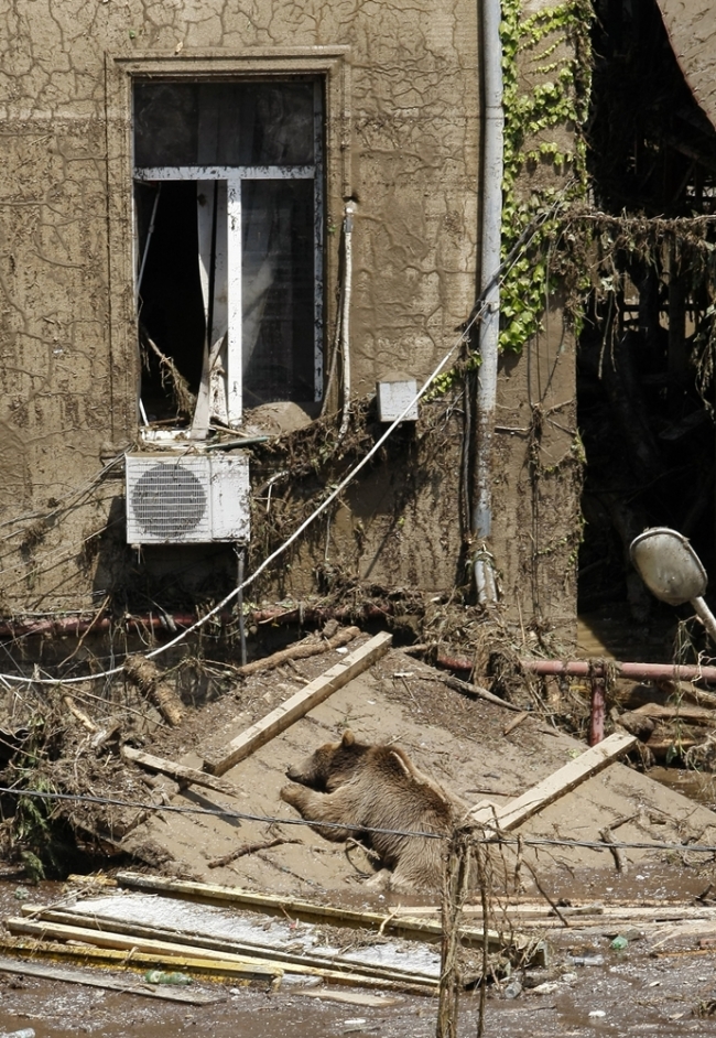Gürcistan'daki selde vahşi hayvanlar şehri bastı 21
