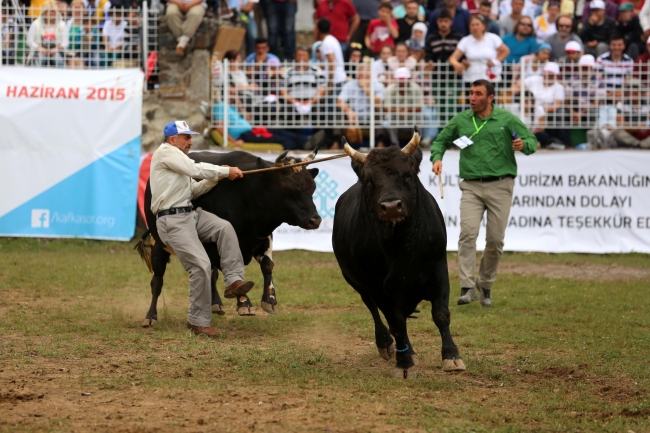 Boğalar arenada, seyirciler tribünde kapıştı 2