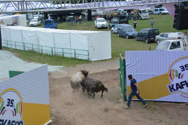 Boğalar arenada, seyirciler tribünde kapıştı 3
