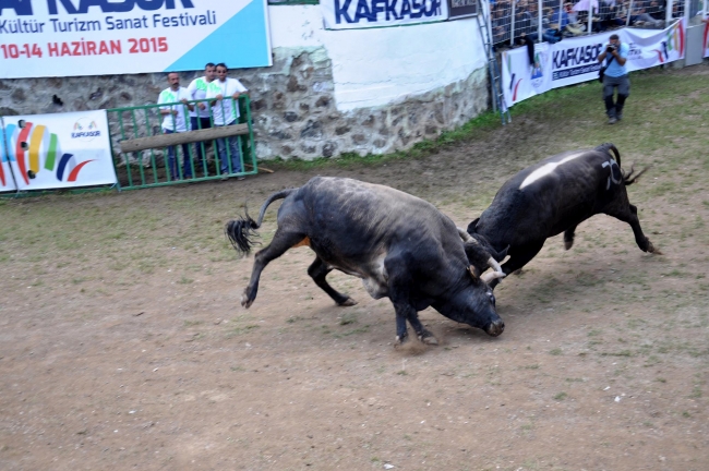 Boğalar arenada, seyirciler tribünde kapıştı 6