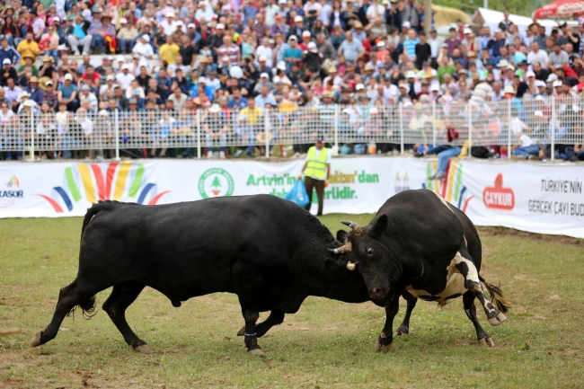 Boğalar arenada, seyirciler tribünde kapıştı 9