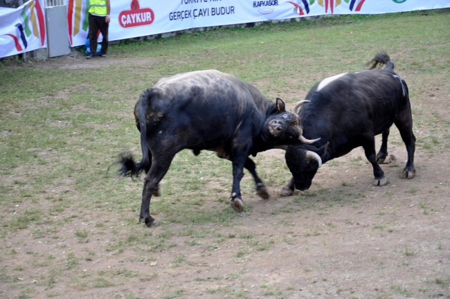 Boğalar arenada, seyirciler tribünde kapıştı 10