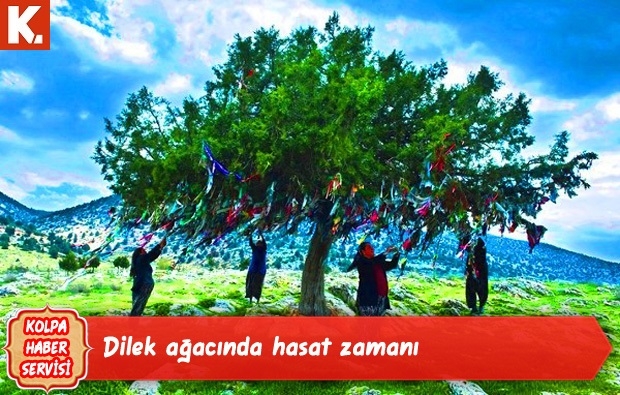 Kolpa haber servisi capsleri 20