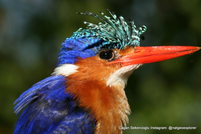 Gözleriyle National Geographic'e girdi 9