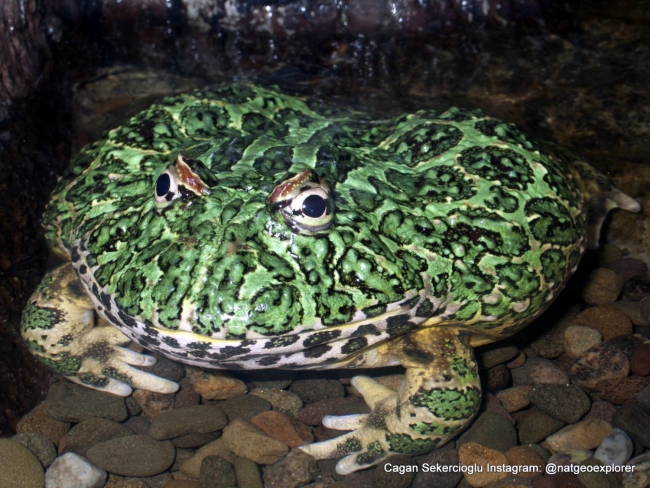 Gözleriyle National Geographic'e girdi 11