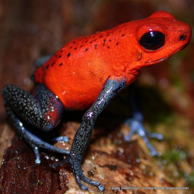Gözleriyle National Geographic'e girdi 12