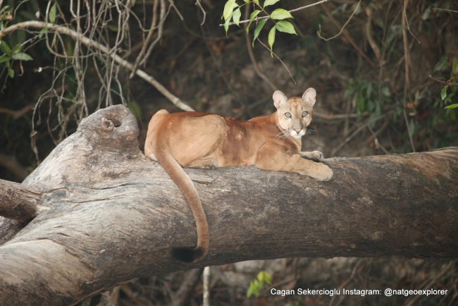 Gözleriyle National Geographic'e girdi 14