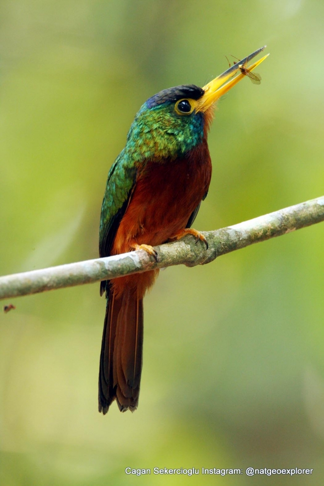 Gözleriyle National Geographic'e girdi 4