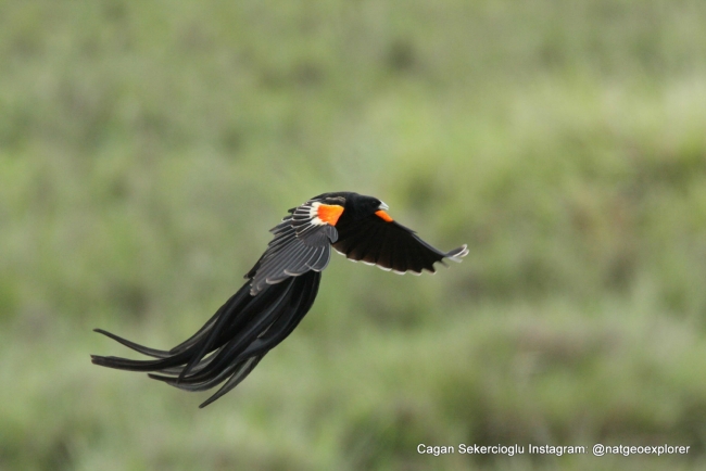 Gözleriyle National Geographic'e girdi 5