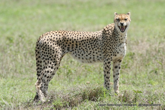Gözleriyle National Geographic'e girdi 6