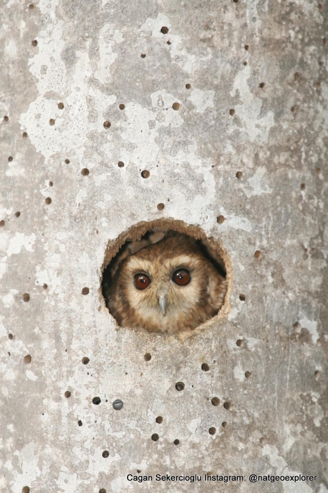 Gözleriyle National Geographic'e girdi 7