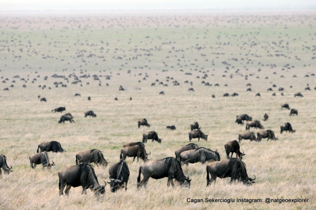 Gözleriyle National Geographic'e girdi 8
