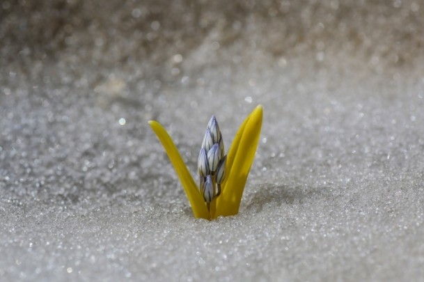 Bahçesaray'daki bu kardelenler görenleri hayran bıraktı 1