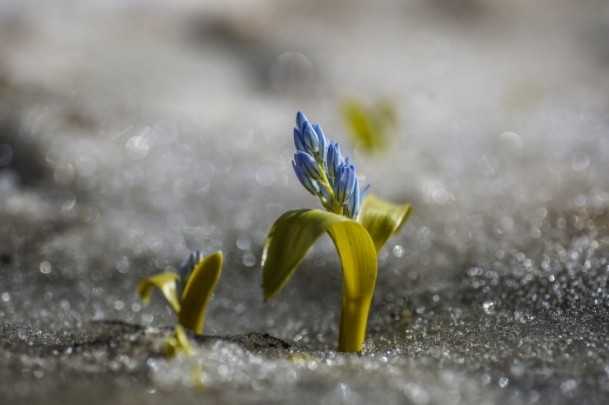 Bahçesaray'daki bu kardelenler görenleri hayran bıraktı 2