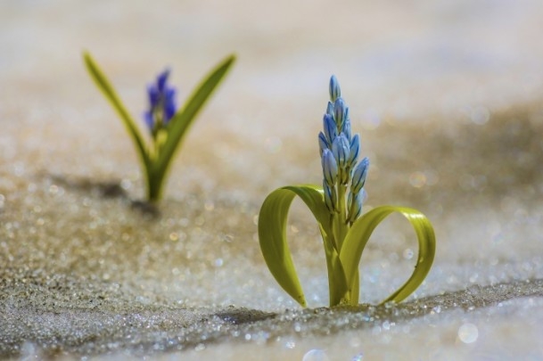 Bahçesaray'daki bu kardelenler görenleri hayran bıraktı 3