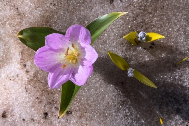 Bahçesaray'daki bu kardelenler görenleri hayran bıraktı 4