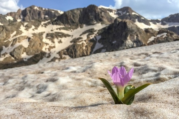 Bahçesaray'daki bu kardelenler görenleri hayran bıraktı 5