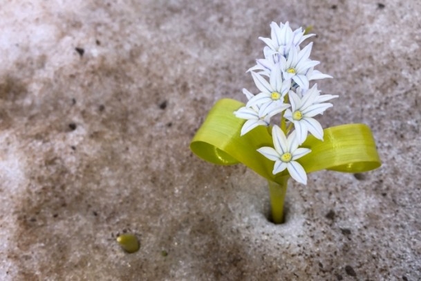 Bahçesaray'daki bu kardelenler görenleri hayran bıraktı 7