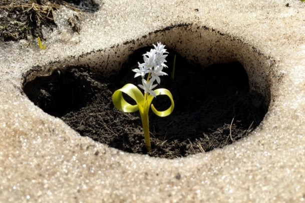 Bahçesaray'daki bu kardelenler görenleri hayran bıraktı 6