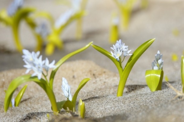 Bahçesaray'daki bu kardelenler görenleri hayran bıraktı 8