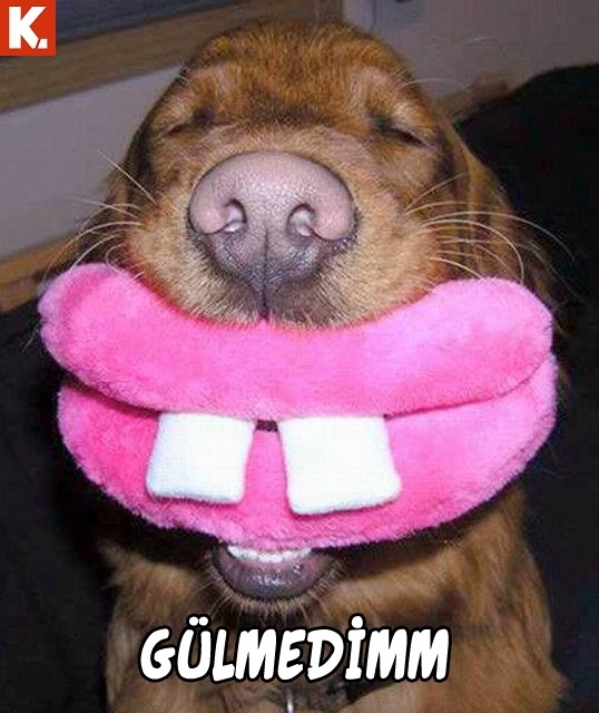 İnsan gerçekten hayret ediyor 2 16