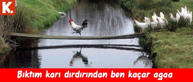 İnsan gerçekten hayret ediyor 2 4