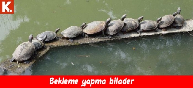 İnsan gerçekten hayret ediyor 8