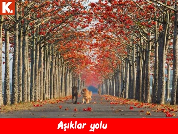 İnsan gerçekten hayret ediyor 10