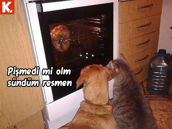 İnsan gerçekten hayret ediyor 11