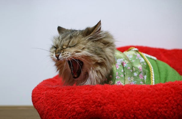 Japonların yeni çılgınlığı: Kimonolu kediler 2