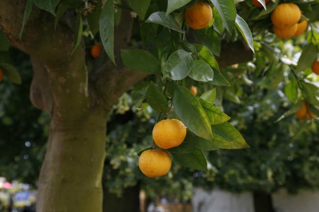 Türk Cennet Bahçesi İngiltere'de altını göğüsledi 15
