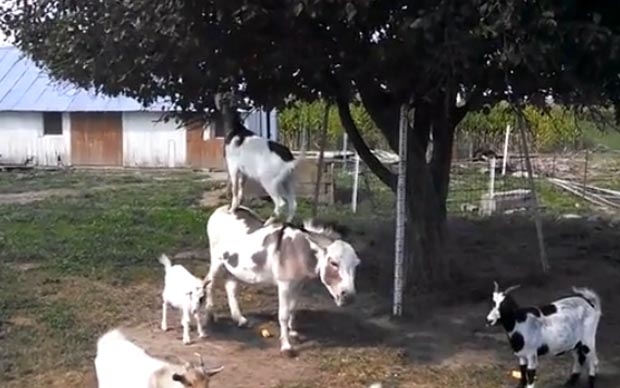 Otostopçu tembel hayvanlar 5