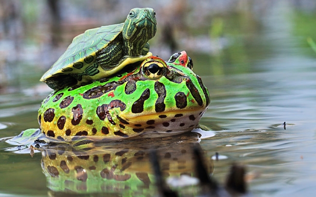 Otostopçu tembel hayvanlar 7