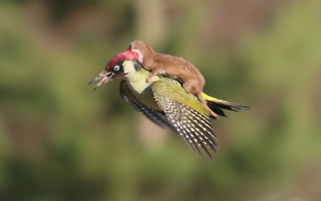 Otostopçu tembel hayvanlar 18