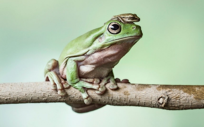 Otostopçu tembel hayvanlar 3