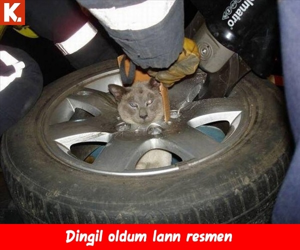 Enerji veren capsler 22