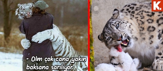 Son anların capsleri 1