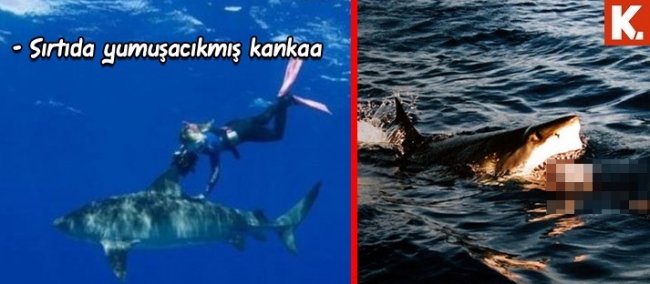 Son anların capsleri 24