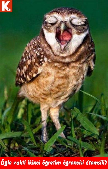 Kahvaltı sonrası capsleri 15