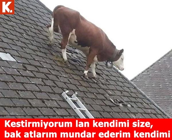 Kahvaltı sonrası capsleri 17