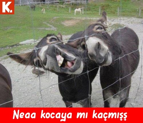 Kahvaltı sonrası capsleri 24