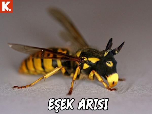 Tadımlık capsler 13